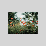 Mohnblumenfeld